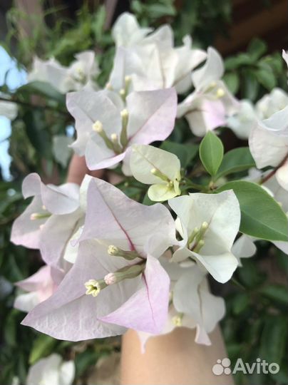 Комнатные растения. Бугенвиллея