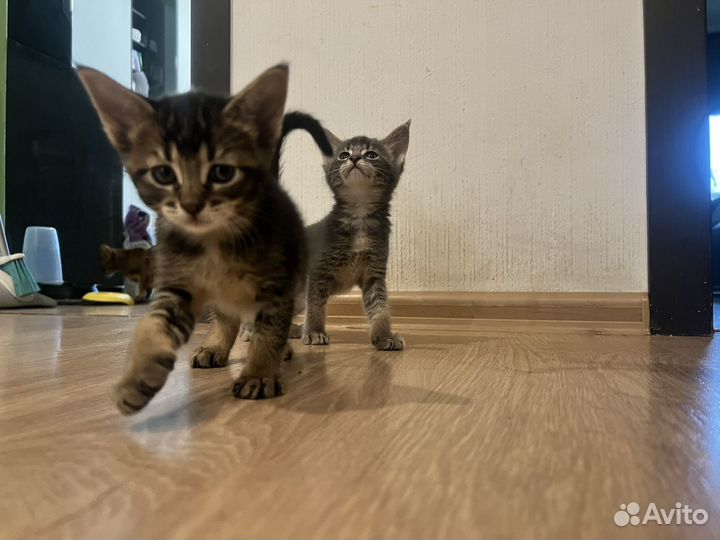 Котята Абикуны