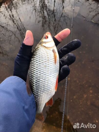 Whitebait 0.8. 30 штук. Приманка для мормышинга