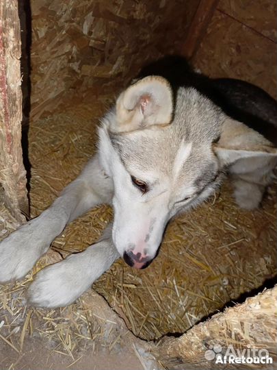 Щенок-подросток