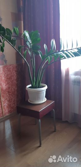 Замиокулькас