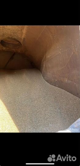 Зерно пшеница