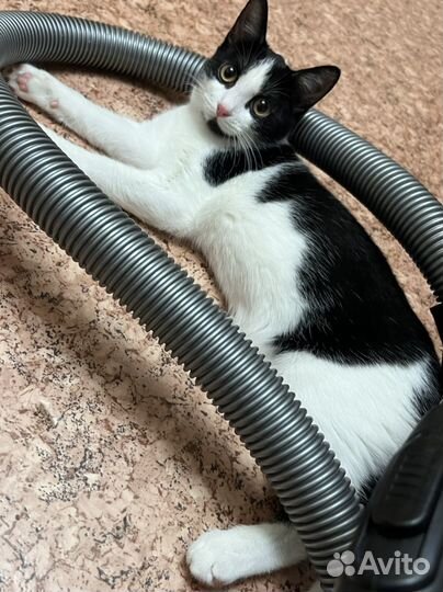 Котенок девочка