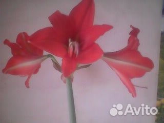 Комнатные цветы