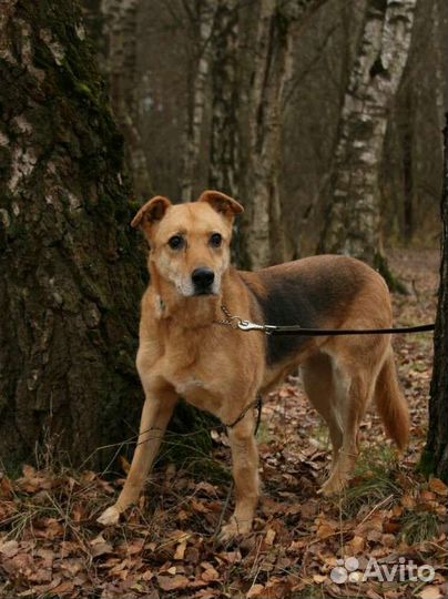 Подарите старушке дом
