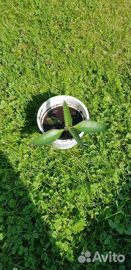 Каланхое Дегремона лечебное растение росток цветок