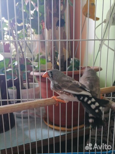 Зебровые амадины