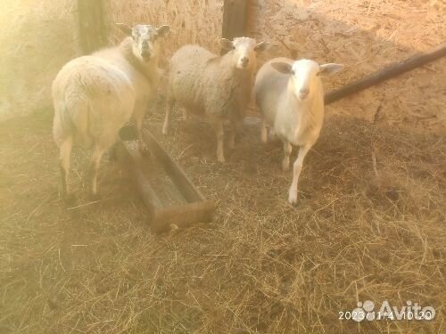 Бараны,козы
