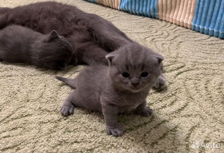 Британские вислоухие котята