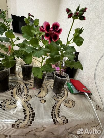 Герань королевская