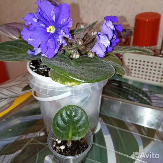 Комнатные растения разные-2 Обновлено*