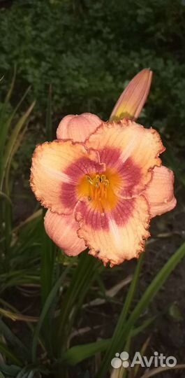 Продаю деленки карликого лилейника