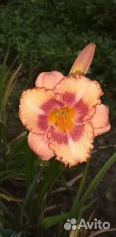 Продаю деленки карликого лилейника