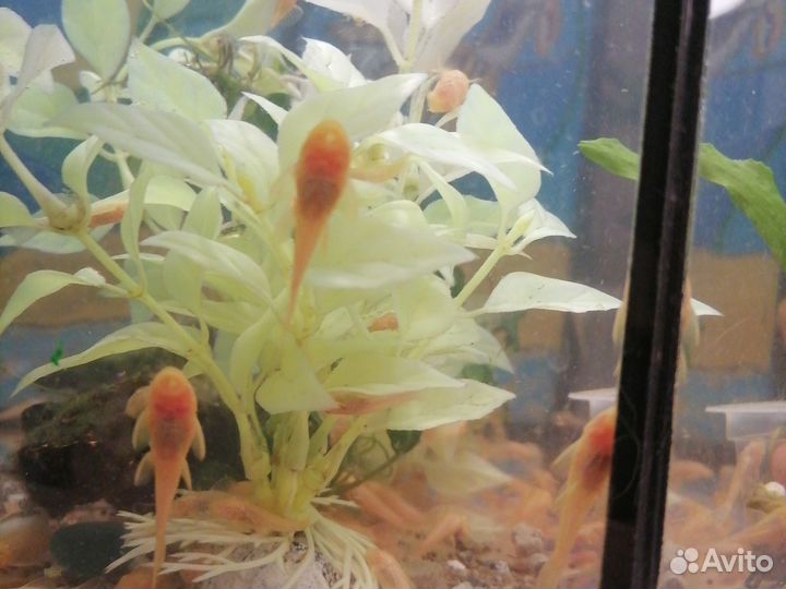 Рыбки, растения