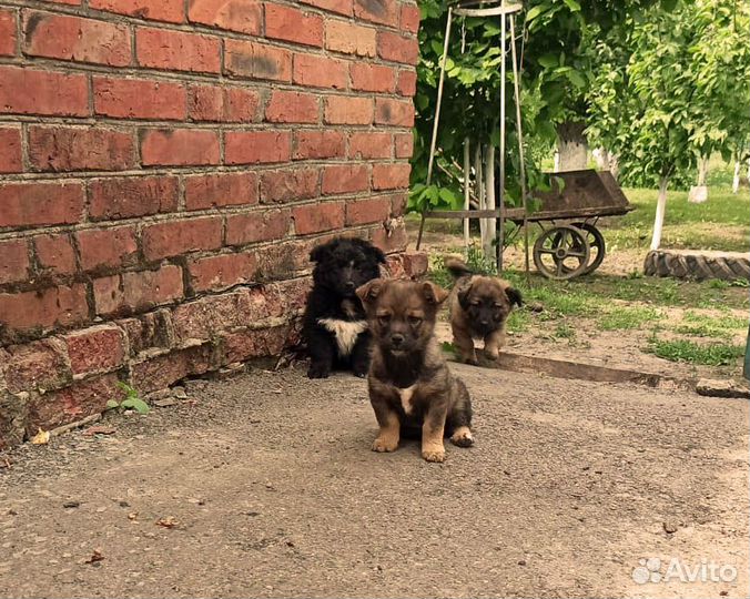 Отдаем щенков