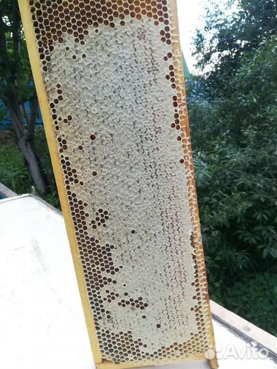 Мёд свежий 2023г. Доставка по городу