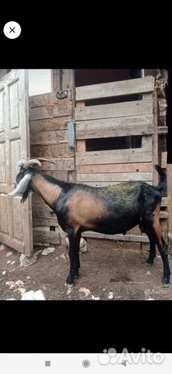 Продам чиста кровного нубийца