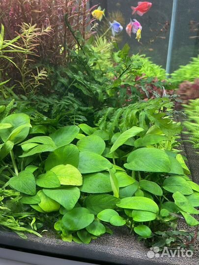 Аквариумные растения