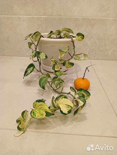 Эпипремнум Энджой