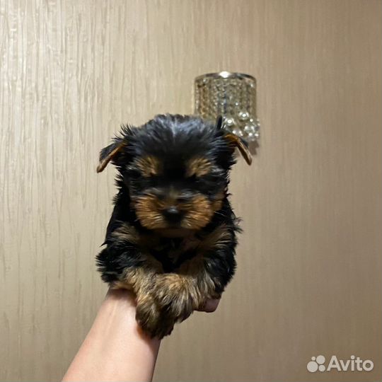 Йоркширский терьер