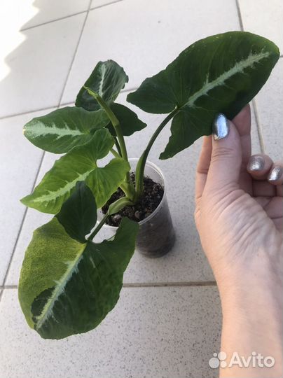 Ароидные растения