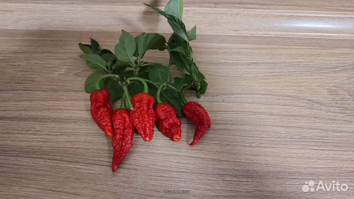 Супер острый перец. Клон для выращивания
