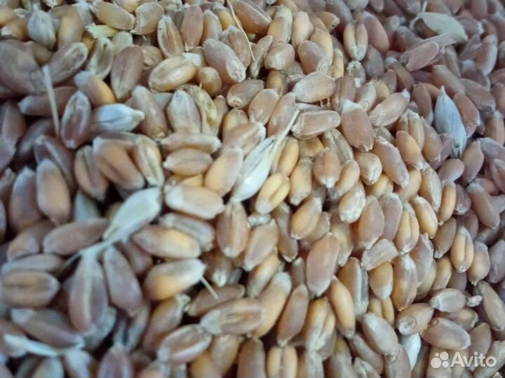 Зерно овес пшеница ячмень