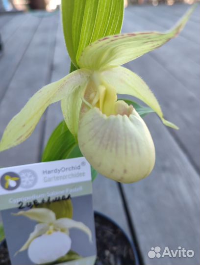 Cypripedium Sabine Pastel