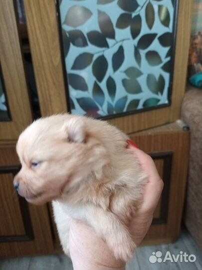 Померанский шпиц