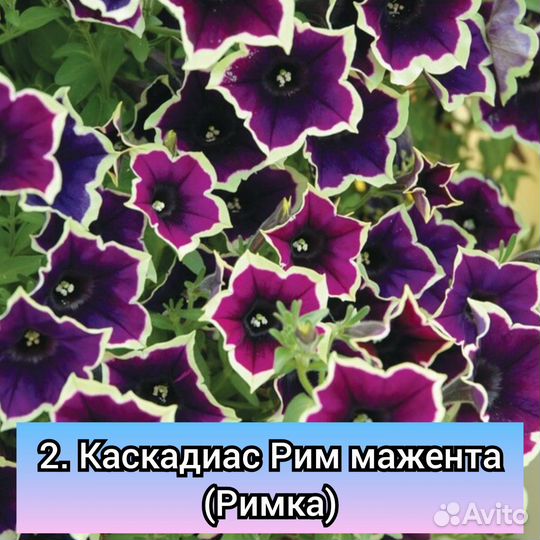 Петуния ампельная рассада