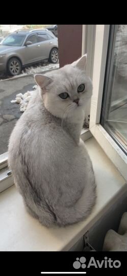 Кот на вязку