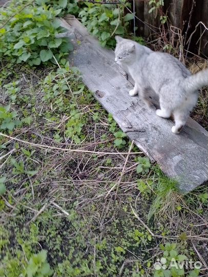 Отдам кота в добрые руки