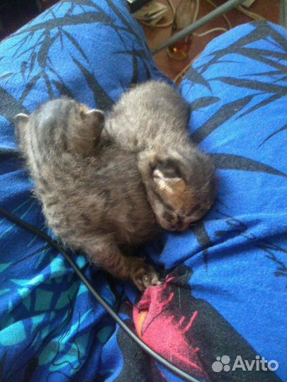 Котята Британцы