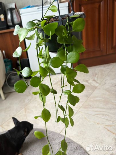 Дисхидия цветок