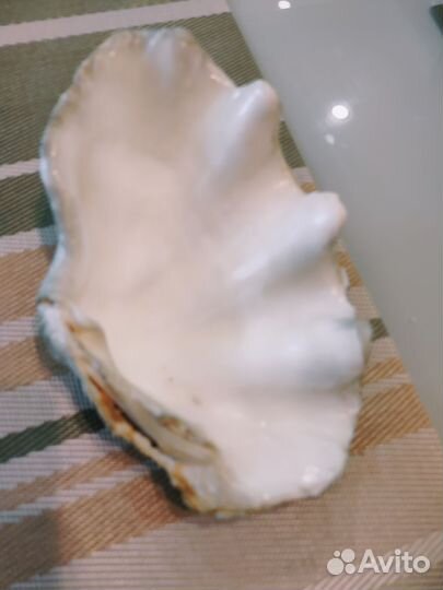 Морские ракушки раковины