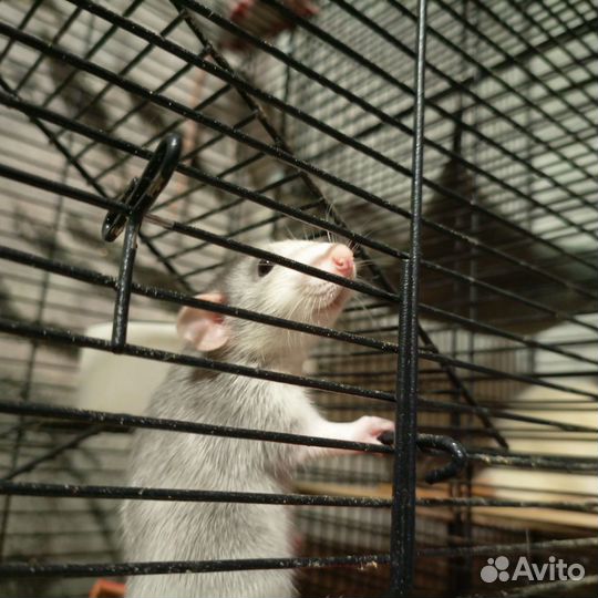 Крыса дамбо