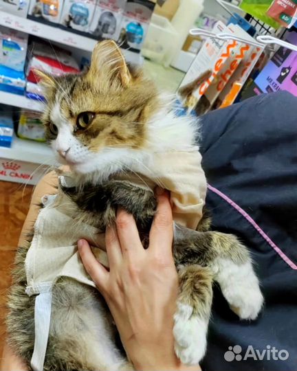 Кошка в добрые руки
