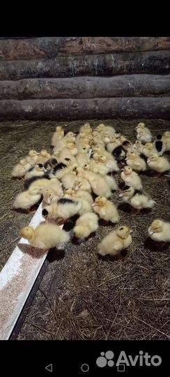 Утята муларды суточные