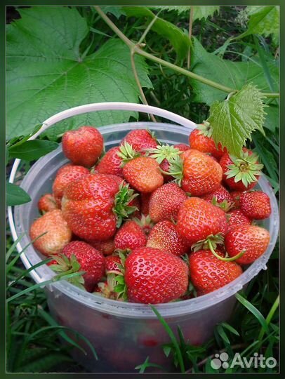 Рассада клубники