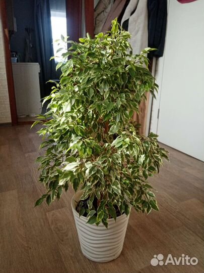 Фикус бенжамина