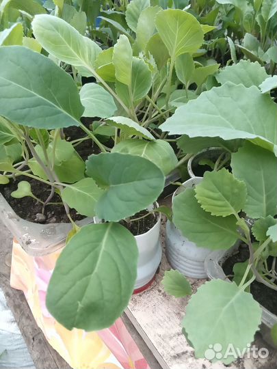 Рссада. капусты