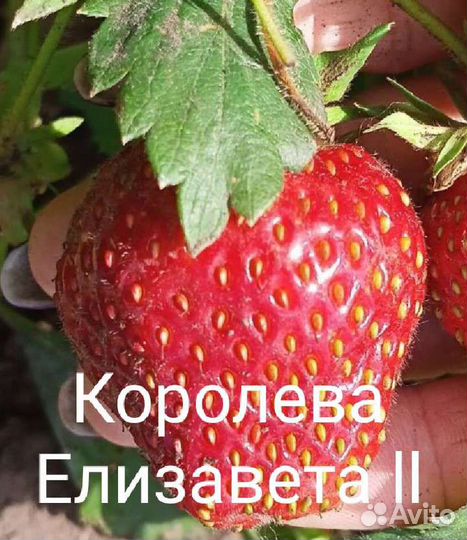 Рассада клубники