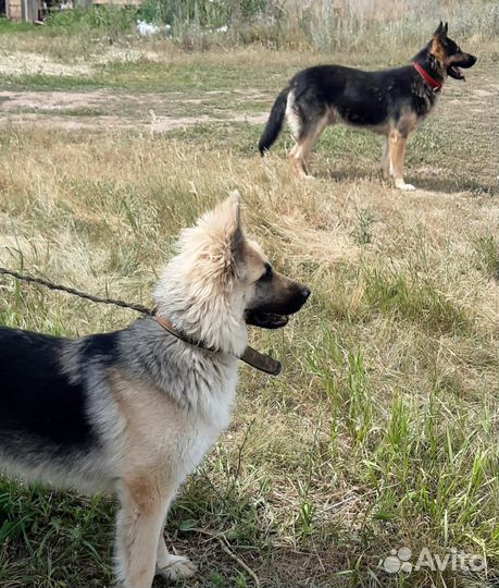 Собака в добрые руки отдам бесплатно