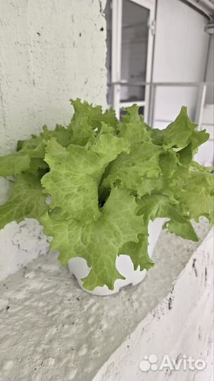 Лист салата фермерский