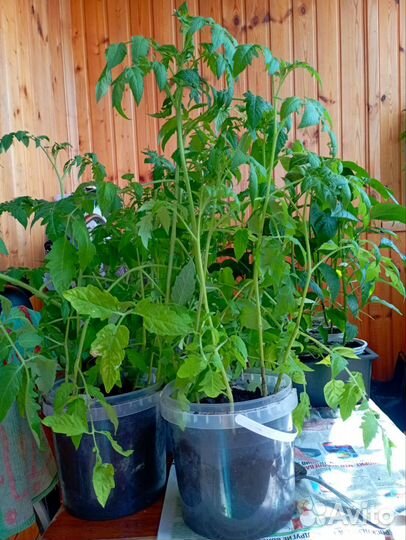 Рассада помидор, перцев, баклажан