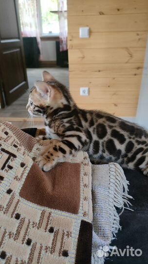 Бенгальская