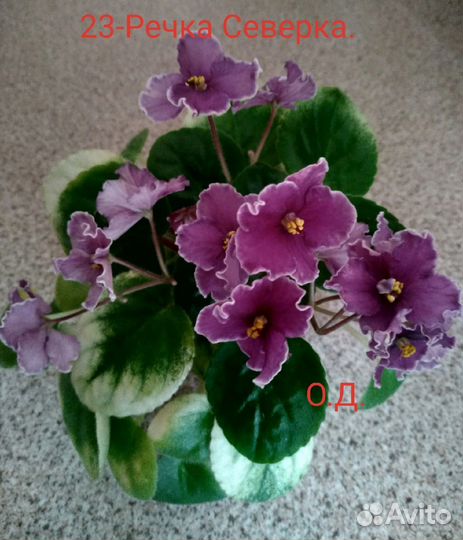 Детки фиалок и взрослые цветущие растения