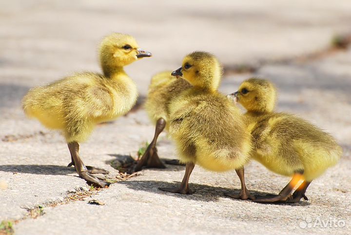 Гусята, утята, цыплята