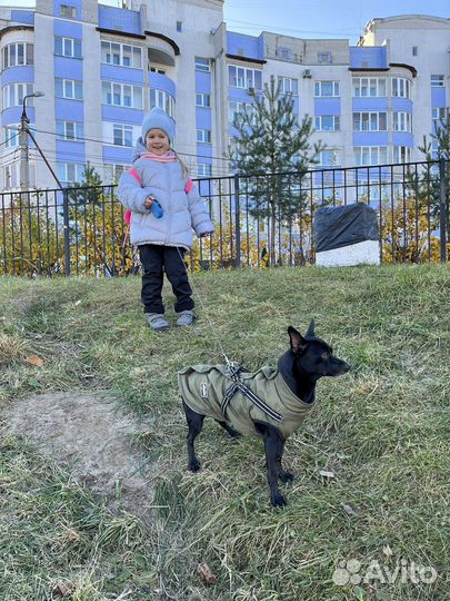 Собака для вязки