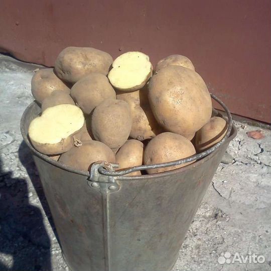 Картофель дачный